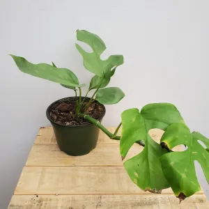 6" monstera ginny