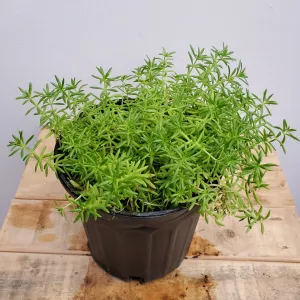 6" sedum lemon lime