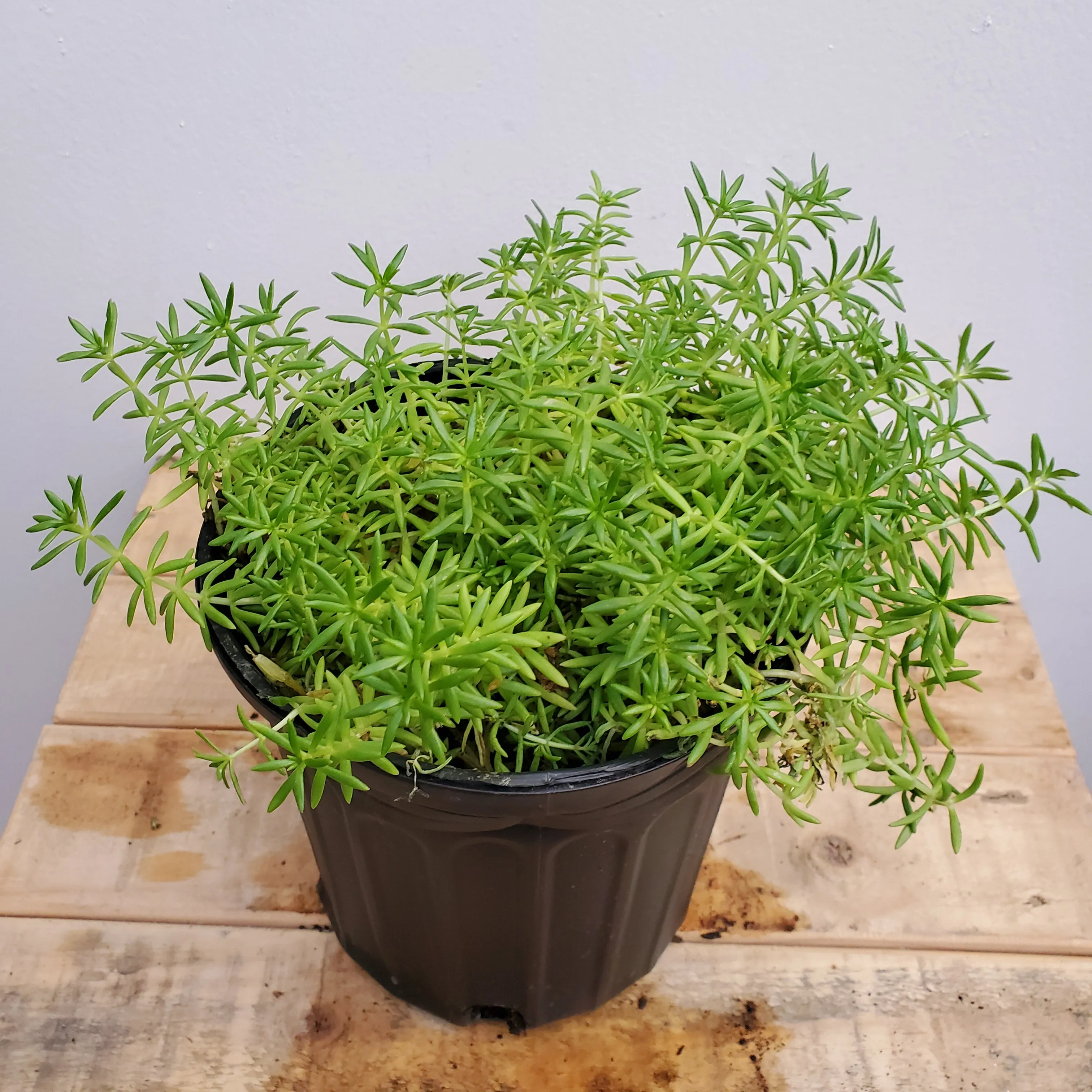 6" sedum lemon lime